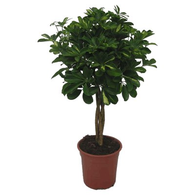 Umbrella tree