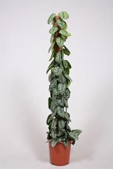 Philodendron Scandens 
